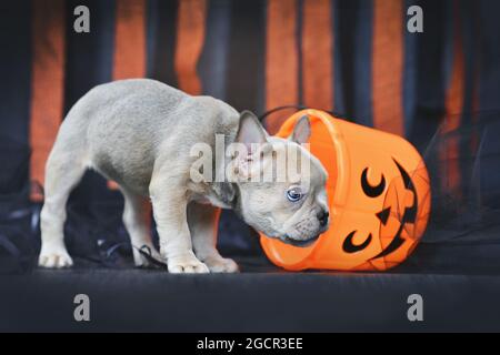 Cucciolo francese di cane Bulldog con trucco di Halloween o cestino di trattamento di fronte a nero e arancione di carta streamer Foto Stock