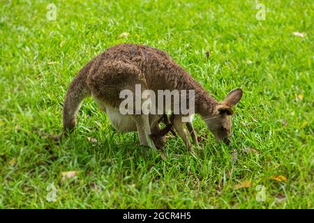 Un primo piano con un canguro nell'entroterra australiano. Faccia a faccia con canguro. Ritratto di un canguro australiano. Zoppo o animale dolce. Austral Foto Stock