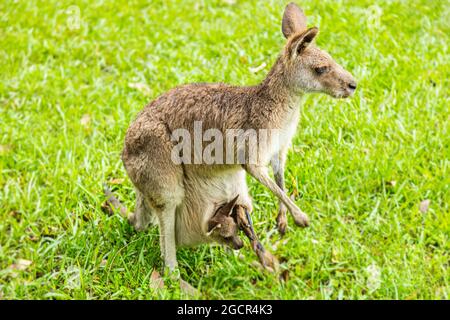 Un primo piano con un canguro nell'entroterra australiano. Faccia a faccia con canguro. Ritratto di un canguro australiano. Zoppo o animale dolce. Austral Foto Stock