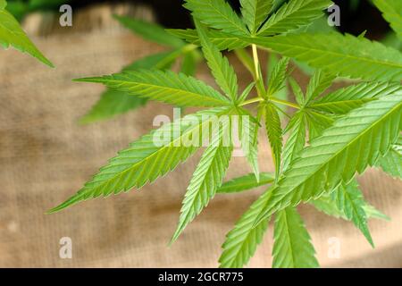 Closeup giovane canapa (cannabis sativa) foglia, canapa albero utilizzato nell'industria tessile Foto Stock