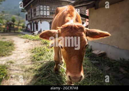 Mucca cammina attraverso un piccolo villaggio in Bhutan vicino al ponte sospeso più lungo in Himalaya alla città di Punakha nella Himalaya del Bhutan. Una mucca con marrone Foto Stock