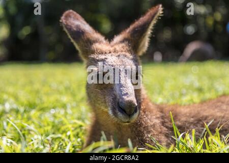 Primo piano con un canguro nell'entroterra australiano. Faccia a faccia con canguro. Ritratto di un canguro australiano. Zoppo o animale dolce. Australiano Foto Stock