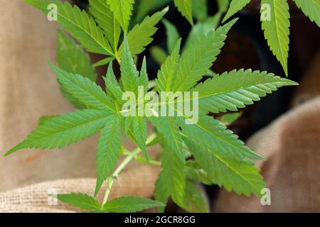Vista dall'alto albero di canapa (cannabis sativa), canapa utilizzata nell'industria tessile Foto Stock