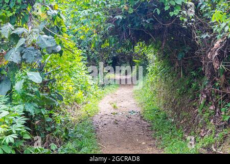 Sentiero attraverso la foresta pluviale del sud-est asiatico a Borneo. Gli alberi tropicali si trasformano in un tunnel verde attraverso la lussureggiante foresta pluviale. Foto Stock