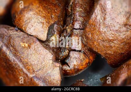 Primo piano di un caffè in grani. Fotografia macro-panoramica di chicchi di caffè ad alta risoluzione. Ultracompatto dettagliato su un caffè tostato. Microscopico Foto Stock