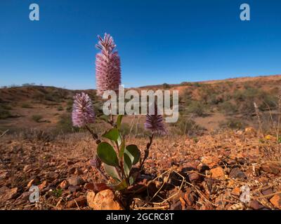 Fiori rosa di Mulla, Ptilotus exaltatus, nell'entroterra dell'Australia Centrale. Foto Stock