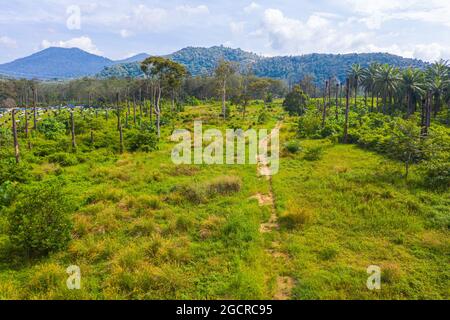 Sentiero sopra una radura nella foresta pluviale del Borneo. Sullo sfondo le alte montagne boschive. Vista aerea su un prato verde su un soleggiato Foto Stock