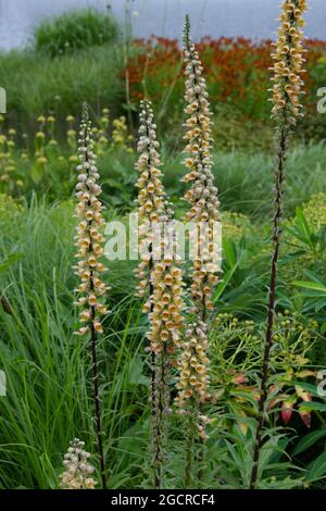 Fiori estivi color albicocca di Digitalis ferruginea rugginito foxglove estate UK luglio Foto Stock