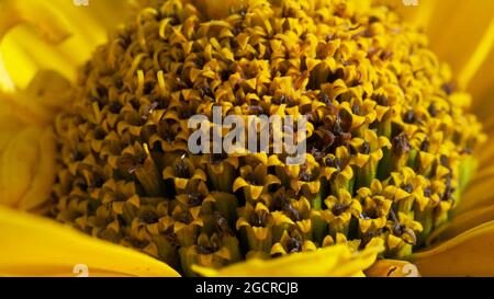 Centro del fiore giallo, primo piano. La diversifolia di Tithonia è una specie di pianta fiorente che è comunemente conosciuta come la palma dell'albero, tour messicano Foto Stock