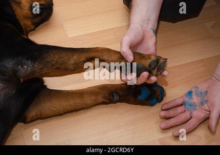 Un maschio mostra una stampa blu di zampa di animale domestico sul suo palmo. Una femmina Rottweiler con vernice blu sulla sua zampa si trova vicino al pavimento. Vista laterale. All'interno. Foto Stock