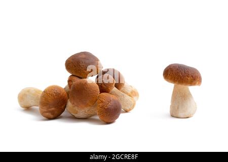 Gruppo di Boletus Edulis marrone isolato su sfondo bianco. Funghi commestibili in cucina. Nessuno Foto Stock