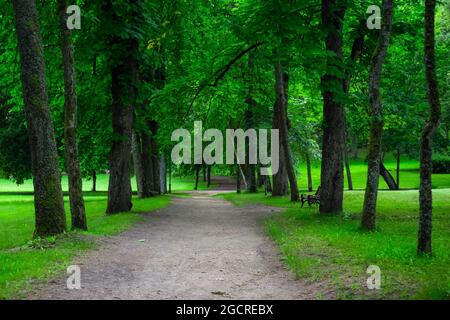 Percorso nel parco pubblico circondato da boschi verdeggianti in una giornata di sole. Bellissima strada nel parco cittadino. Nessuno Foto Stock