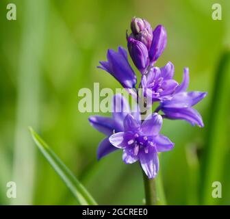 Inglese spagnolo bluebells in pieno fiore primavera Foto Stock