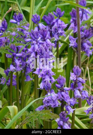 Inglese spagnolo bluebells in pieno fiore primavera Foto Stock