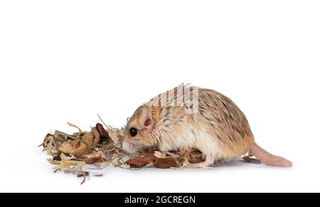 Carino gerbil coda di grasso in piedi lungo i sensi laterali tra i cesoie di legno. Alla ricerca di cibo. Isolato su sfondo bianco. Foto Stock