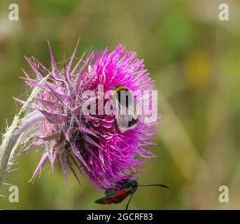 Una falena burnett a sei punti (Zygaena filipendulae) e un bumblebee dalla coda bianca (Bombus lucorum) si nutrono di un Thistle Musk (nutans Carduus) rosa scuro in crescita Foto Stock