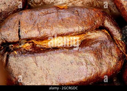 Primo piano di un caffè in grani. Fotografia macro-panoramica di chicchi di caffè ad alta risoluzione. Ultracompatto dettagliato su un caffè tostato. Microscopico Foto Stock