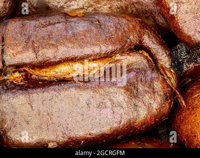 Primo piano di un caffè in grani. Fotografia macro-panoramica di chicchi di caffè ad alta risoluzione. Ultracompatto dettagliato su un caffè tostato. Microscopico Foto Stock