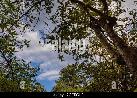 Guardando verso il paesaggio nuvoloso. Vista dal basso su un lussureggiante verde fogliame di alberi con cielo e sole nel pomeriggio. Il tempo di 4K passa attraverso la vegetazione verde lussureggiante a h blu Foto Stock