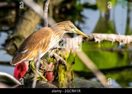 ardeola ralloides uccello seduto su un ramo vicino al lago Foto Stock