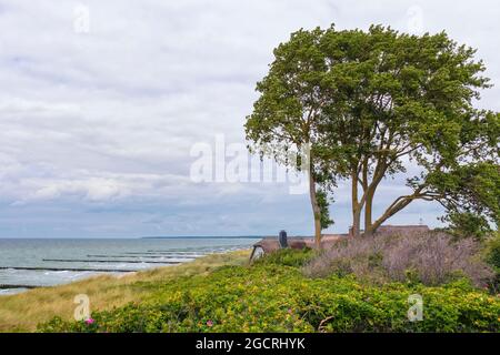Casa con tetto di paglia nelle dune del villaggio di Ahrenshoop sulla costa del Mar Baltico Foto Stock