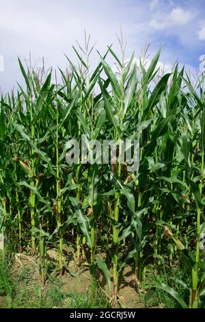 campo di mais verde al sole estivo con piccoli corni sulle piante di fronte al cielo blu e bianco in baviera Foto Stock