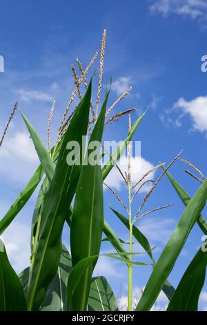 Primo piano di fioritura del mais nel campo di fronte al cielo bianco e blu bavarese Foto Stock