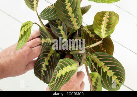 Piantare Maranta Leuconeura pianta di preghiera, Fascinator Tricolor, in una pentola. Pianta domestica interna con sfondo di legno bianco Foto Stock