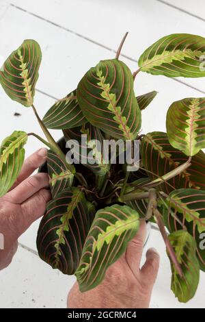 Piantare Maranta Leuconeura pianta di preghiera, Fascinator Tricolor, in una pentola. Pianta domestica interna con sfondo di legno bianco Foto Stock