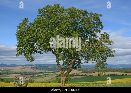 Campagna vicino Issoire, Puy-de-Dome, Auvergne-Rhone-Alpes, Massiccio-Central, Francia Foto Stock