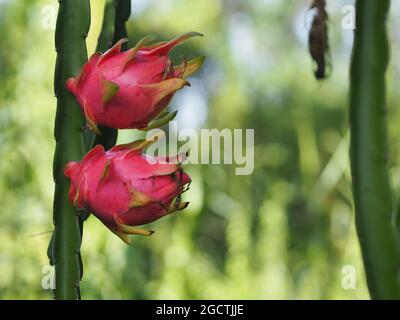 Pitahaya a fiore bianco, Thai Dragon Fruit in inox, Ilocereus, Cactaceae, conchiglie rosa fresche petali verdi dolci, acide o dolci pitaya, Selenic Foto Stock