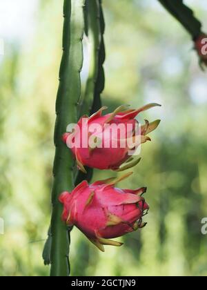 Pitahaya a fiore bianco, Thai Dragon Fruit in inox, Ilocereus, Cactaceae, conchiglie rosa fresche petali verdi dolci, acide o dolci pitaya, Selenic Foto Stock