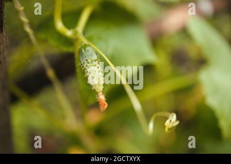 Un piccolo cetriolo fresco con un fiore cresce su un cespuglio. Messa a fuoco selettiva. Foto Stock