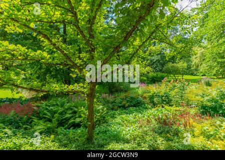 Landesarboretum Exotischer Garten o Giardino esotico dell'Università di Hohenheim, Stoccarda-Hohenheim, Baden-Württemberg, Germania del Sud, Europa Foto Stock