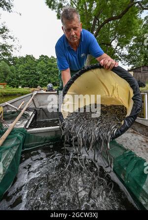 10 agosto 2021, Brandeburgo, Groß Schauen: Laszlo ACZ, pescatore della pesca Köllnitz, versa le anguille giovani in un contenitore nella sua chiatta a Groß Schauener See. Oggi, circa 500,000 giovani anguille (circa 3.5 anni) sono state poste in varie acque dello Spreewald e della zona circostante. La cooperativa di pesca Havel Brandenburg, ad esempio, sta coordinando questo progetto pilota per rifornire lo stock europeo di anguilla da 16 anni. L'obiettivo è quello di garantire che almeno il 40% delle anguille rilasciate faccia la migrazione di ritorno ai terreni di riproduzione dopo la loro vita da 8 a 15 anni nelle acque interne A. Foto Stock