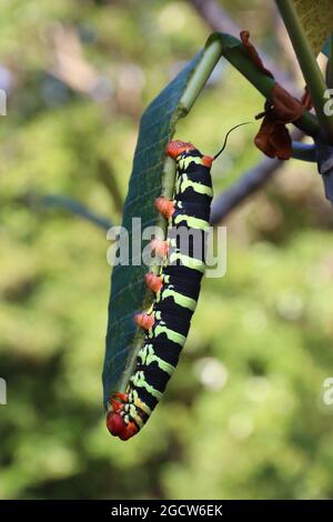 Frangipani hornworm caterpillar (Pseudosfinx) conosciuto anche come sfinge grigio gigante. Mangiare foglie di plumeria. Foto Stock