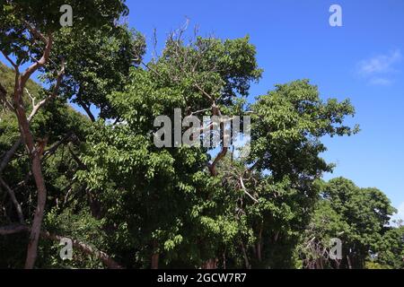 Mancinella (Hippomane mancinella) specie nei Caraibi. Albero tossico pericoloso. Tutte le parti dell'albero sono velenose o tossiche. Foto Stock