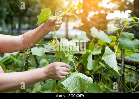 Le mani della donna lavorano con piante, coltivando verdure biologiche. Giovane pianta di cetriolo in un orto Foto Stock