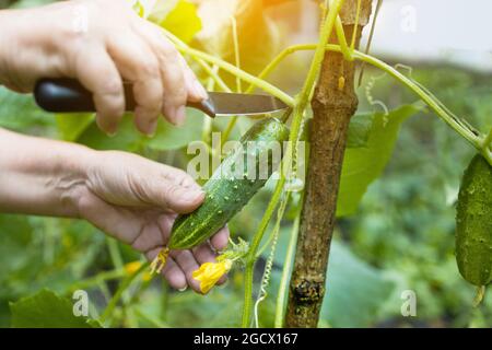 Donna che raccoglie cetrioli freschi giovani con un coltello nella sua serra. Coltivando cibo naturale organico sano. Primo piano Foto Stock