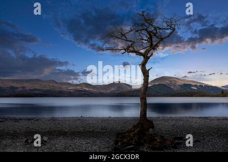 Lone tree a Milarrochy Bay sul Loch Lomond con simulata ora blu Foto Stock