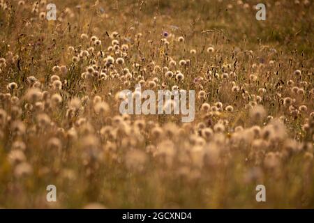 Teste di semi retroilluminate di piante comuni di Ragwort (Senecio jacobaea) che crescono in prateria, Somerset, Inghilterra, Regno Unito, Europa Foto Stock