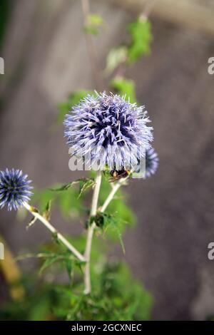 Echinops bannaticus " Taplow blu". Globo fiore di cardo. Foto Stock