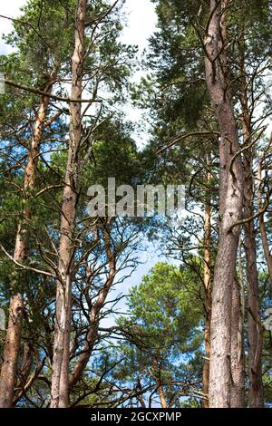 Gli alberi di pino scozzesi sulle rive del lago di Loch Garten, nella foresta di Abernethy, residuo della foresta di Caledonian a Strathspey, Scozia, Foto Stock