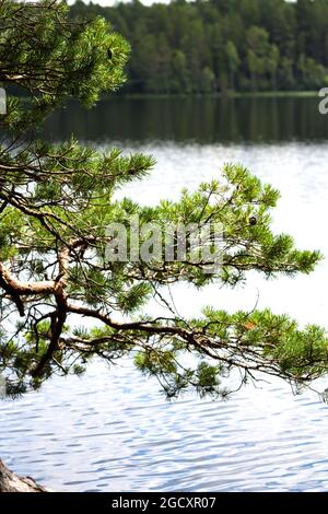 Gli alberi di pino scozzesi sulle rive del lago di Loch Garten, nella foresta di Abernethy, residuo della foresta di Caledonian a Strathspey, Scozia, Foto Stock