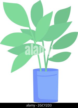 Ficus elastica pianta in vaso blu semi piatto colore vettore oggetto Illustrazione Vettoriale