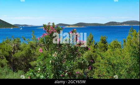 Vista oltre pini e fiori bougainvillea sulla baia con isole nel mar mediterraneo - Drage (Pakostane), Croazia Foto Stock