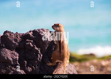 Primo piano di uno scoiattolo che sale su una roccia nera Foto Stock