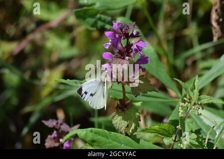 Grande farfalla di cavolo su viola ortica morta Foto Stock