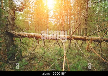 Albero caduto in pineta dopo forte uragano vento al tramonto Foto Stock