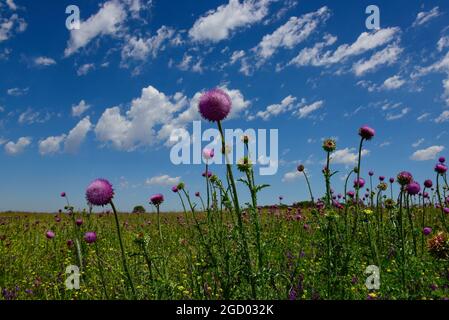 Campo fiorito in estate, nella pianura di Pampas, provincia di la Pampa, Patagonia, Argentina. Foto Stock